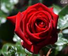 Κόκκινο τριαντάφυλλο για την ημέρα του Αγίου Βαλεντίνου